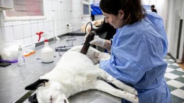 Zoonosis: Continúan los operativos de castración por las localidades