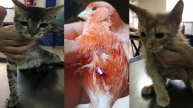 Denuncian a una pediatra y su familia por maltrato animal: "Las mutiladoras de Monte Grande"