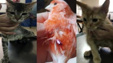 La familia acusada de mutilar animales en Monte Grande también fue denunciada por abuso sexual