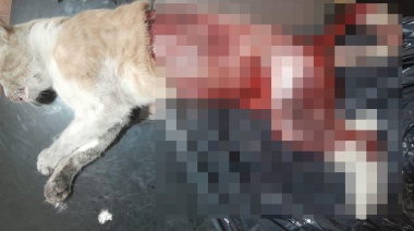 Misterio por el macabro hallazgo de un gato "despellejado": lo arrojaron de un auto