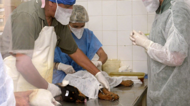 En julio, continúan los operativos de castraciones