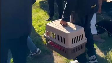 Rescataron 17 perros de un criadero ilegal