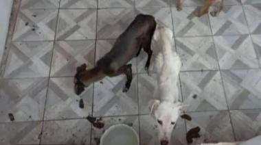 Víctima de violencia de género denunció que su ex "secuestró" a sus perros