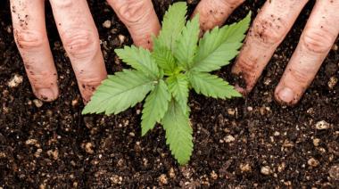 Cannabis medicinal en peligro por dos nuevos decretos de Milei