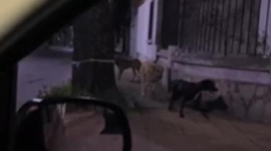 Preocupa la presencia de una "jauria" que ataca de noche