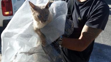 Jubilado de 74 años denunciado por robar el gato siames de un nene con autismo