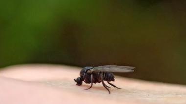 Qué es el barigüí, la mosca negra que invade la provincia de Buenos Aires