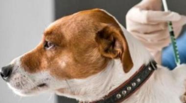 Campaña de vacunación antirrábica en Burzaco