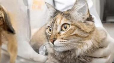 Zoonosis desembarca en San José, Calzada y Don Orione