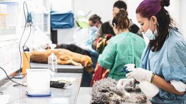 Acuerdo con veterinarias: descuento del 20%