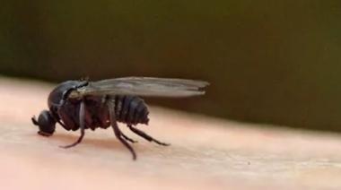Qué es el barigüí, la mosca negra que invade la provincia de Buenos Aires