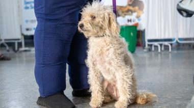 Entrega de turnos para castraciones de mascotas