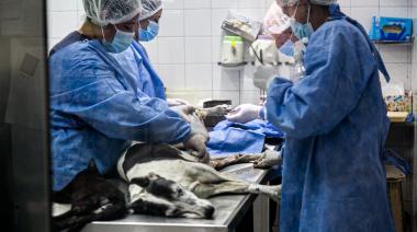 Zoonosis profundiza los operativos descentralizados de castración