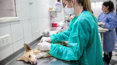 Nuevo servicio antirrábico en Almirante Brown
