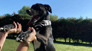 "Encuentro por los Animales" en la Plaza Grigera