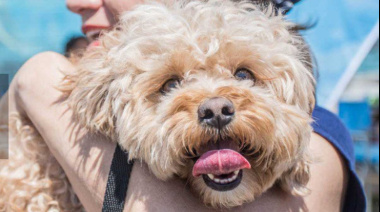 Sigue el punto de castración en Valentín Alsina