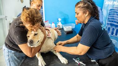 Operativo de castración y vacunación por el Día del Animal
