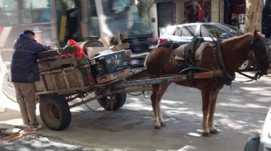 Rescataron a un caballo explotado en pleno centro de Lomas: estaba herido y tiraba un carro con escombros
