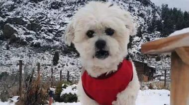 La historia de "Arturo", un perro rescatado que vive en Bariloche con su nueva familia
