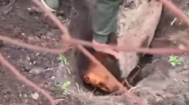 Rescataron a un perro que fue enterrado vivo por su dueño en Monte Grande