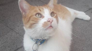 Detuvieron a un hombre acusado de robar gatos y venderlos a templos umbadas