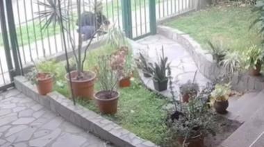 Encontraron a "Capitán", el gato robado en el frente de su casa