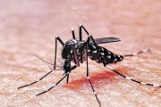 Se registraron 343 muertes por dengue y más de 500 mil casos
