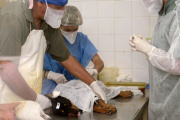 En julio, continúan los operativos de castraciones