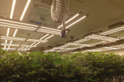 Administraba un laboratorio de marihuana y hacía velivery de drogas cerca de un shopping