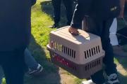 Rescataron 17 perros de un criadero ilegal