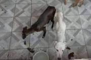 Víctima de violencia de género denunció que su ex "secuestró" a sus perros
