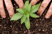 Cannabis medicinal en peligro por dos nuevos decretos de Milei