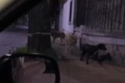 Preocupa la presencia de una "jauria" que ataca de noche
