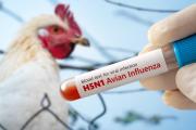 Por nuevos casos de gripe aviar, refuerzan controles sanitarios