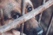 La lucha contra el maltrato animal sigue vigente