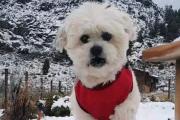 La historia de "Arturo", un perro rescatado que vive en Bariloche con su nueva familia