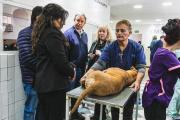 Cada vez más municipios toman como referencia y replican el modelo de Zoonosis Brown