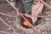 Rescataron a un perro que fue enterrado vivo por su dueño en Monte Grande