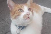 Detuvieron a un hombre acusado de robar gatos y venderlos a templos umbadas